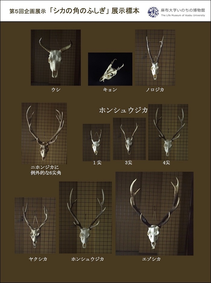 https://life-museum.azabu-u.ac.jp/exhibition/blog-img/shika_4.jpg