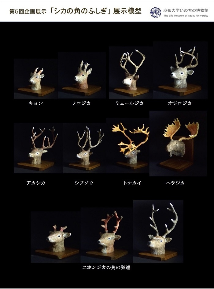 https://life-museum.azabu-u.ac.jp/exhibition/blog-img/shika_5.jpg