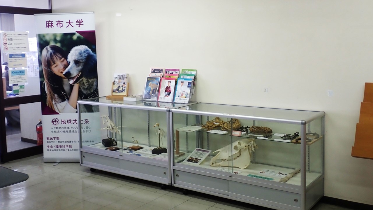 相模原市立図書館でいのちの博物館の標本を展示中です