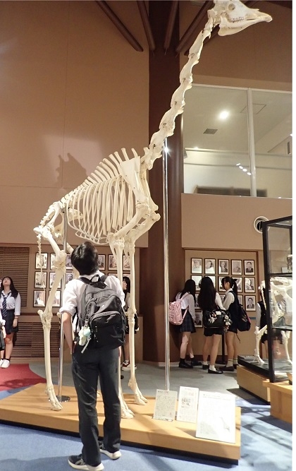 都立小川高校の生徒さんがいのちの博物館を見学