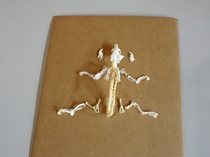 いのちの博物館10周年記念学生企画「じぶんで骨格標本をつくってみよう」