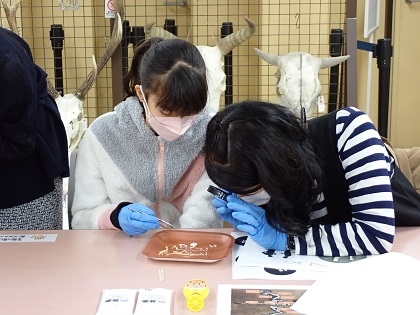 いのちの博物館10周年記念学生企画「じぶんで骨格標本をつくってみよう」
