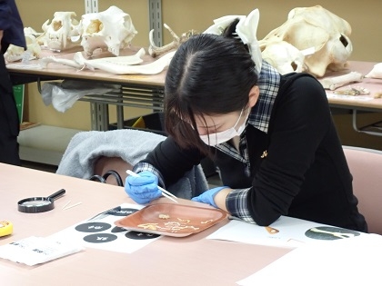 いのちの博物館10周年記念学生企画「じぶんで骨格標本をつくってみよう」