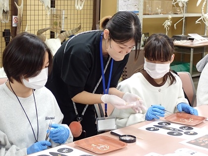 いのちの博物館10周年記念学生企画「じぶんで骨格標本をつくってみよう」
