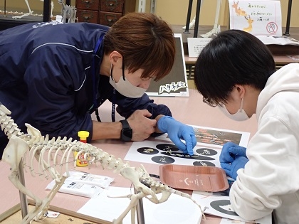いのちの博物館10周年記念学生企画「じぶんで骨格標本をつくってみよう」