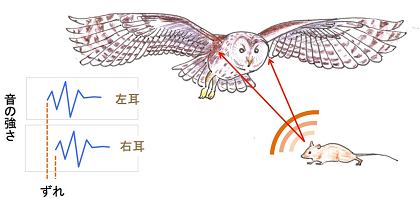 高槻先生ワークショップ「フクロウの巣からネズミの骨を取り出す」