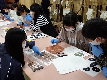 いのちの博物館10周年記念学生企画「じぶんで骨格標本をつくってみよう」