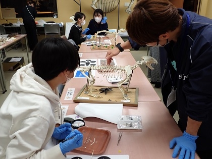 いのちの博物館10周年記念学生企画「じぶんで骨格標本をつくってみよう」