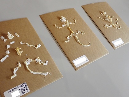 いのちの博物館10周年記念学生企画「じぶんで骨格標本をつくってみよう」