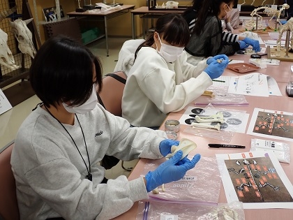 いのちの博物館10周年記念学生企画「じぶんで骨格標本をつくってみよう」