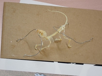 いのちの博物館10周年記念学生企画「じぶんで骨格標本をつくってみよう」