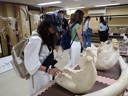 オハイオ州立大学学生がご見学されました、本物の骨に触ることができるハンズオンコーナー