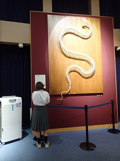 いのちの博物館に矢口中学校が来館
