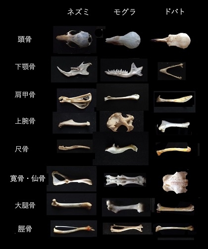 高槻先生ワークショップ「フクロウの巣からネズミの骨を取り出す」