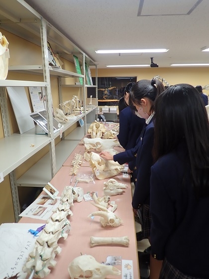 相模女子高２年生がいのちの博物館に来館