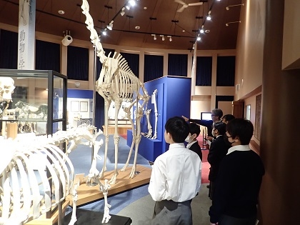 いのちの博物館に横浜創英中1年生が来館