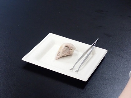 いのちの博物館中高生向けワークショップ