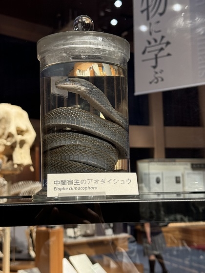 いのちの博物館中高生向けワークショップ