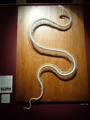 いのちの博物館中高生向けワークショップ