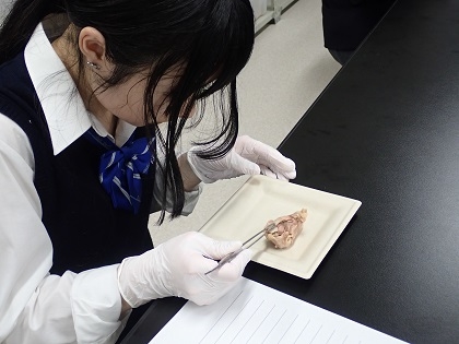 いのちの博物館中高生向けワークショップ