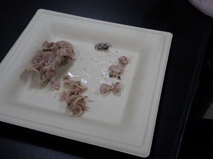 いのちの博物館中高生向けワークショップ
