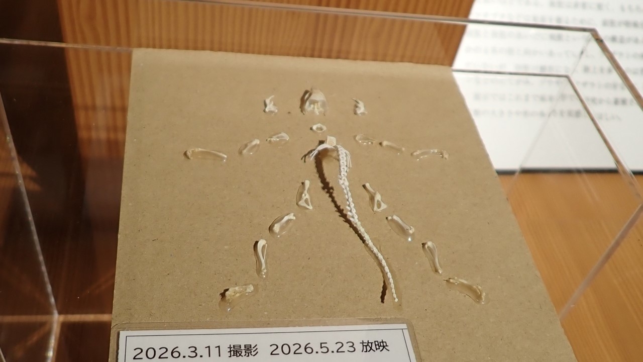 【再放送・見逃しあり】NHK Eテレ「どえらい大学。」でいのちの博物館とミュゼットが紹介されました