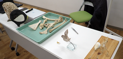 いのちの博物館フクロウワークショップ