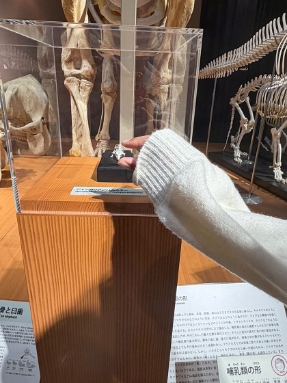 北イリノイ大学学生がいのちの博物館に来館