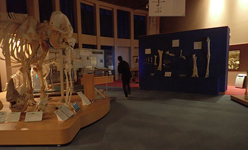 藤田優一さんがいのちの博物館を訪問