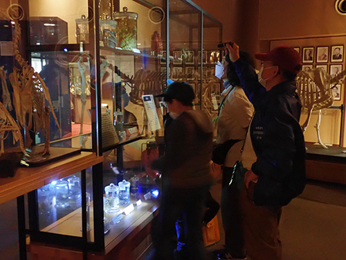 青少年指導委員のイベントで小学生が麻布大学いのちの博物館を見学
