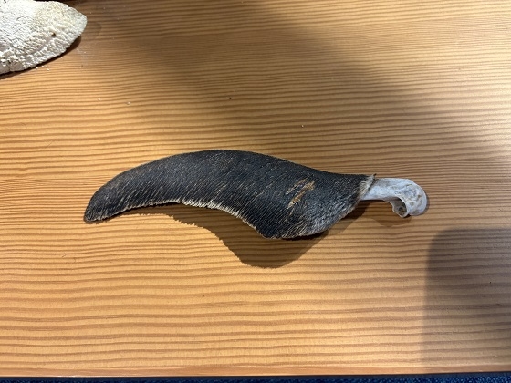 麻布大学いのちの博物館10周年記念企画「映像とお話しの会」