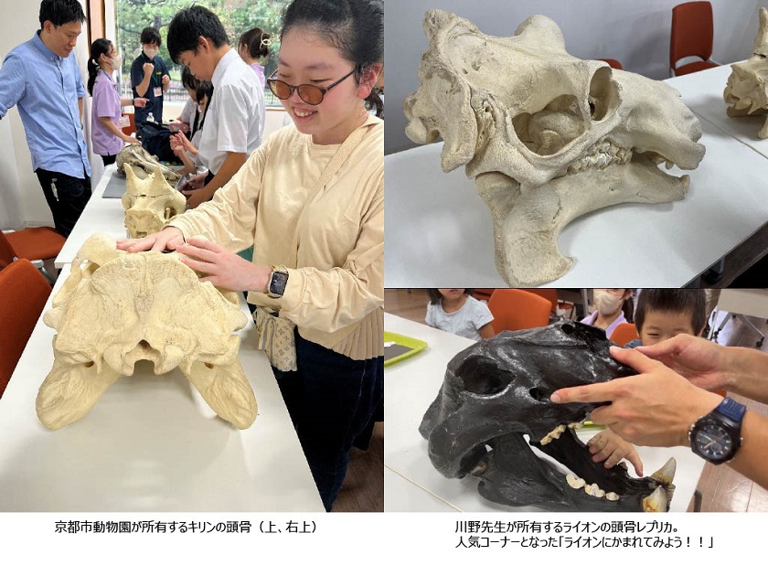 京都市動物園で学ぶSDGzooいのちの授業「手でみるいのち」