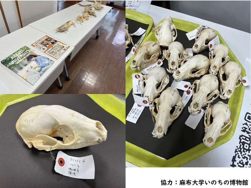 京都市動物園で学ぶSDGzooいのちの授業「手でみるいのち」