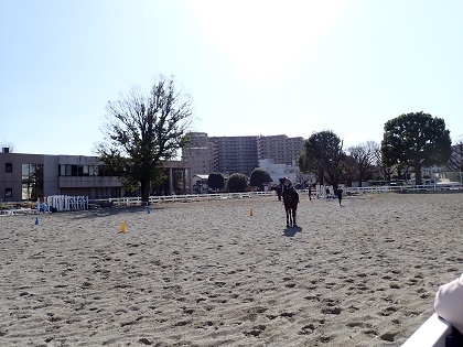 麻布大学うま年イベント