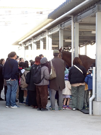 麻布大学うま年イベント