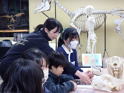 ウマの進化を学ぶワークショップ