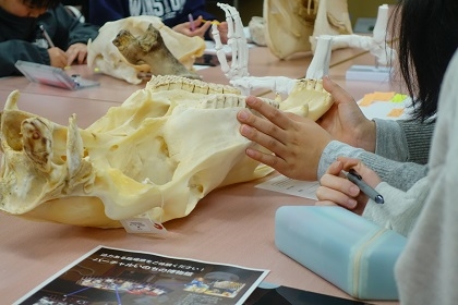 ウマの進化を学ぶワークショップ