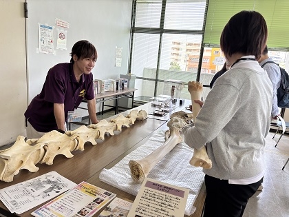 相模原市立図書館「キッズ☆フェスタ2026」でミュゼットが解説活動を行いました. 本物の骨格標本に触るという体験