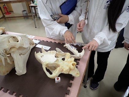 中央動物総合専門学校の皆さんが来館されました.館内の標本を観察