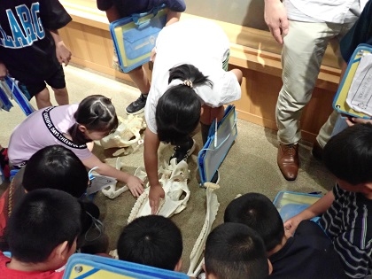 SDGsスタディツアーで根小屋小学校の皆様がご見学されました 草食動物のウマと肉食動物のトラの本物の頭蓋骨
