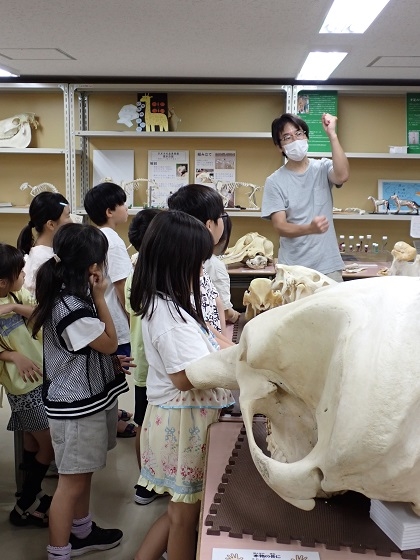 ハンズオンコーナーでは、本物の動物の骨や歯を触って、動かしてみる