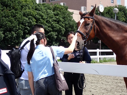 博物館前の馬場に本物のウマが登場