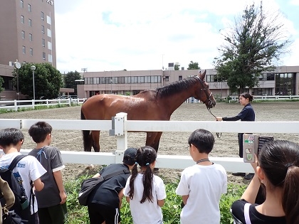 博物館前の馬場に本物のウマが登場