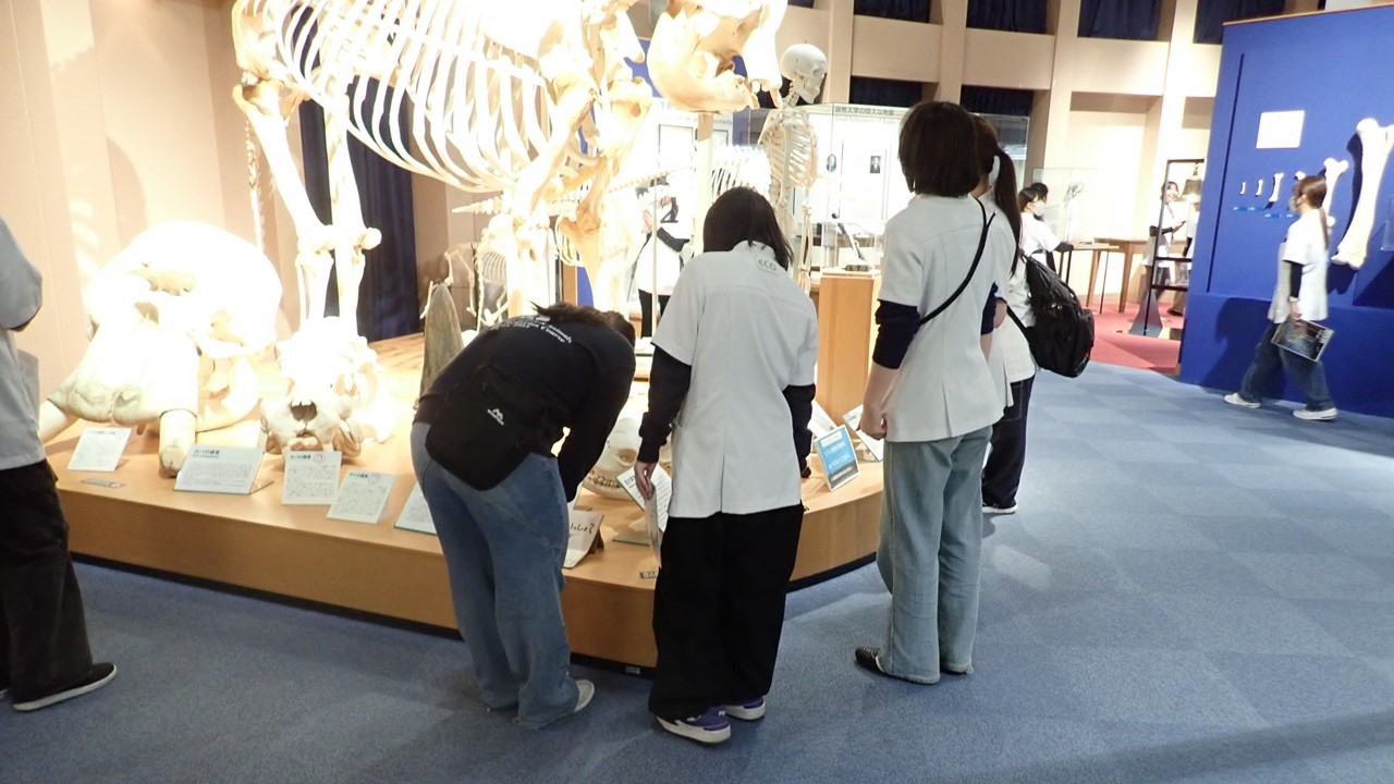 いのちの博物館だより