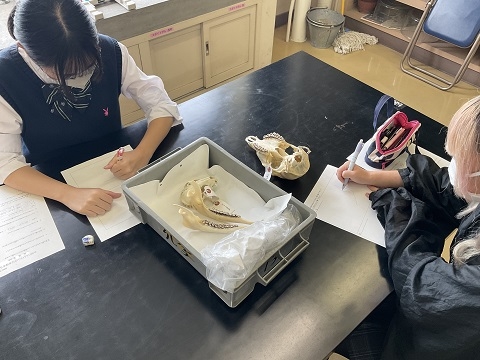 麻布大学いのちの博物館が相模向陽館高校に骨格標本を貸し出し