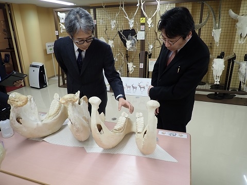 神奈川歯科大学がいのちの博物館に来館