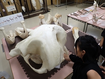 相模ひまわり幼稚園アフタースクールの皆様がいのちの博物館にご来館
