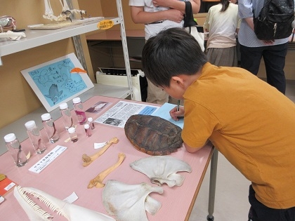 いのちの博物館でエコパークさがみはら主催「夏休み環境学校」