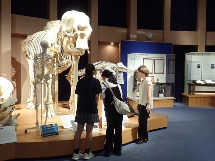 明星高等学校の生徒さんがいのちの博物館に来館
