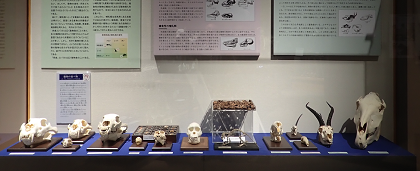 いのちの博物館開館10周年記念展示